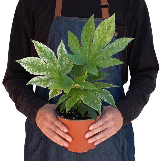 Fatsia 'Spider Web'
