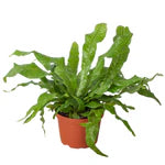 Fern 'Crocodile' 6"