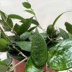 Hoya Black Margin