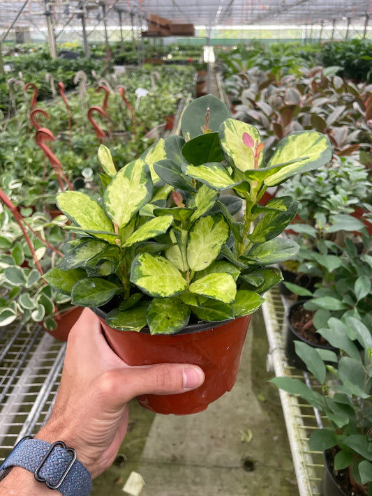 Hoya Lisa - 6"
