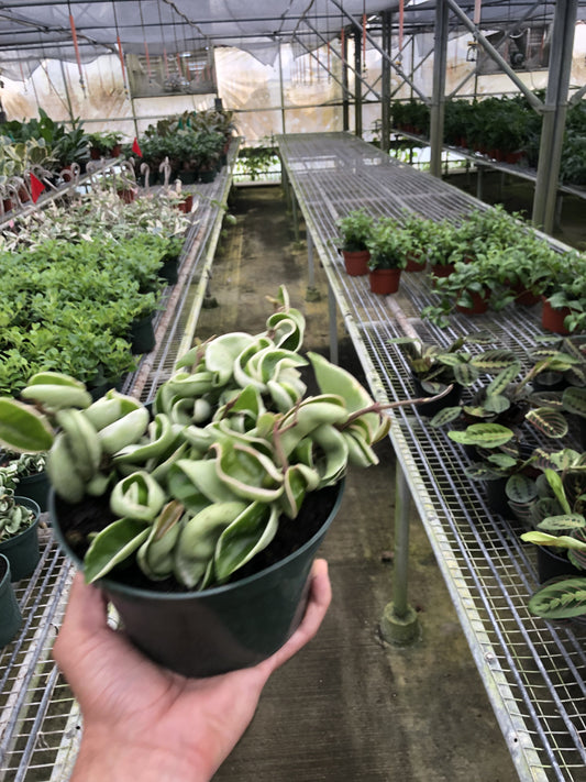 Hoya Rope Plant Variegated 4"