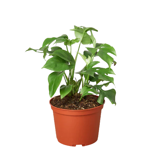 Philodendron Mini Monstera Minima - 4"