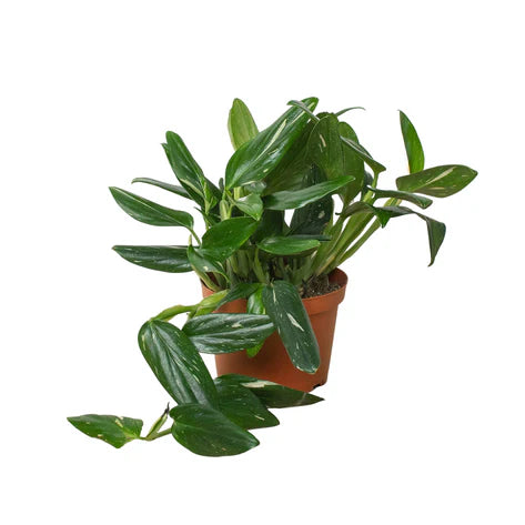 Monstera 'Standeleyana Albo Variegated 6"