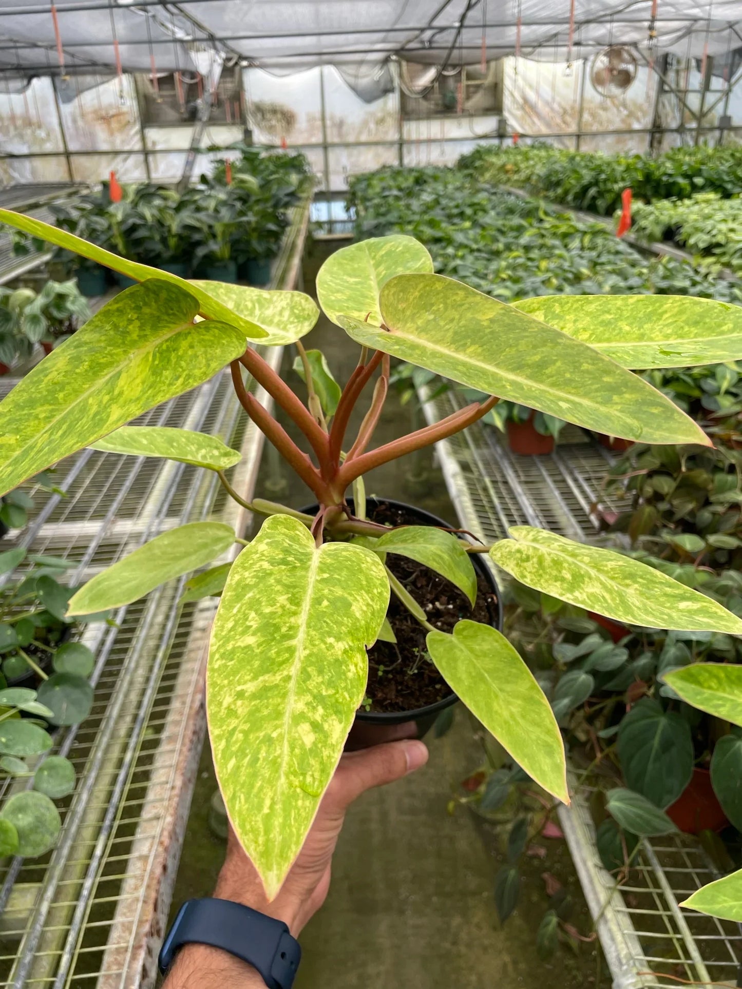 Philodendron 'Painted Lady 4" Clear Pots