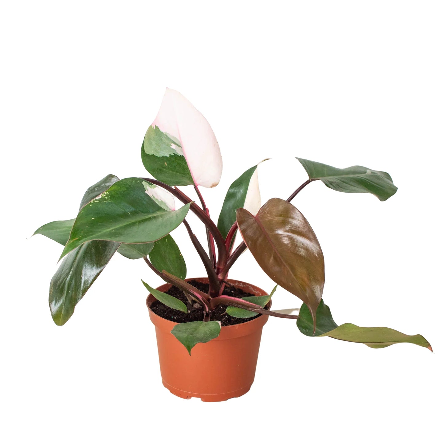 Philodendron 'Pink Princess 4" - Clear Pot
