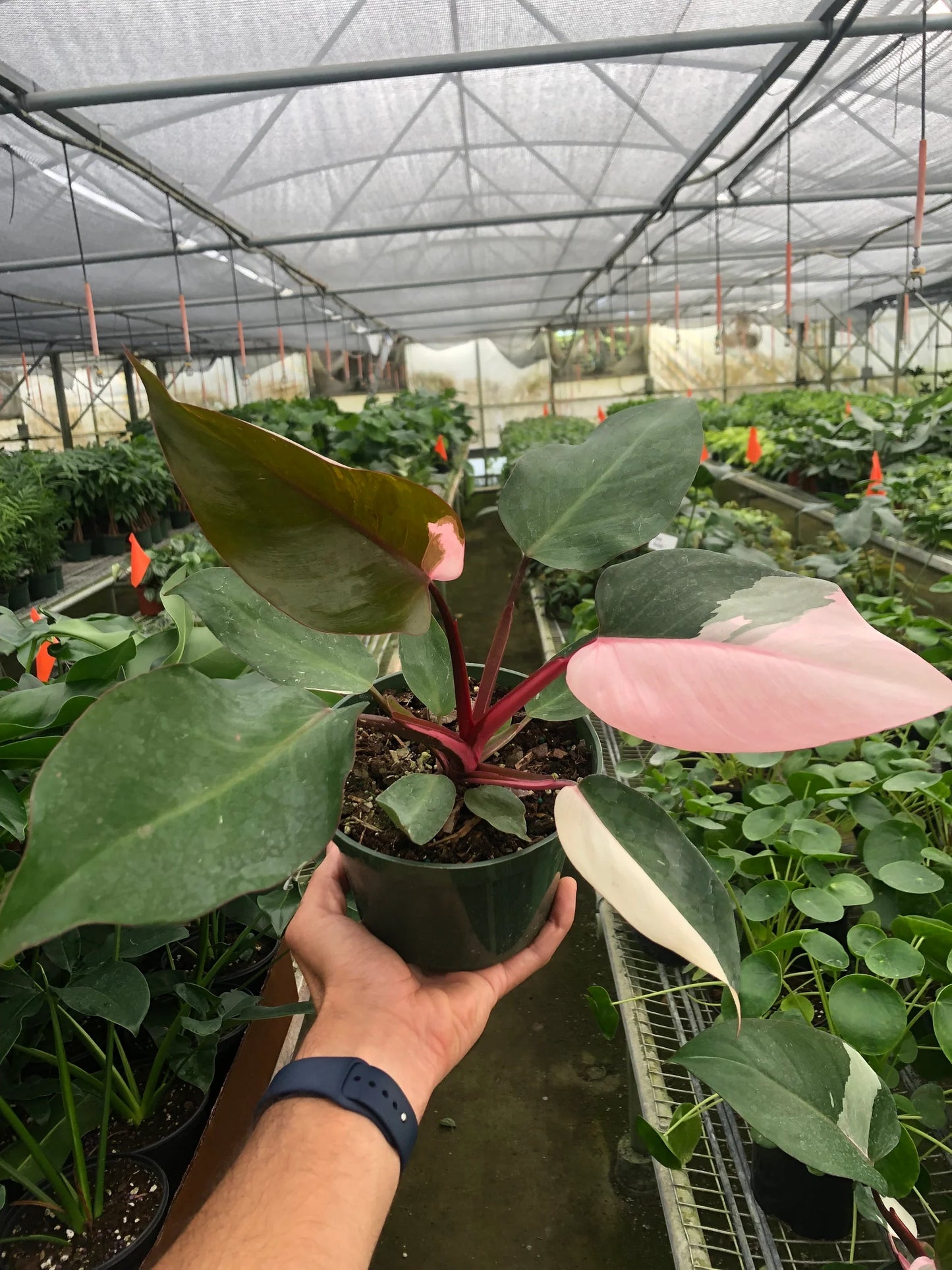 Philodendron 'Pink Princess 4" - Clear Pot
