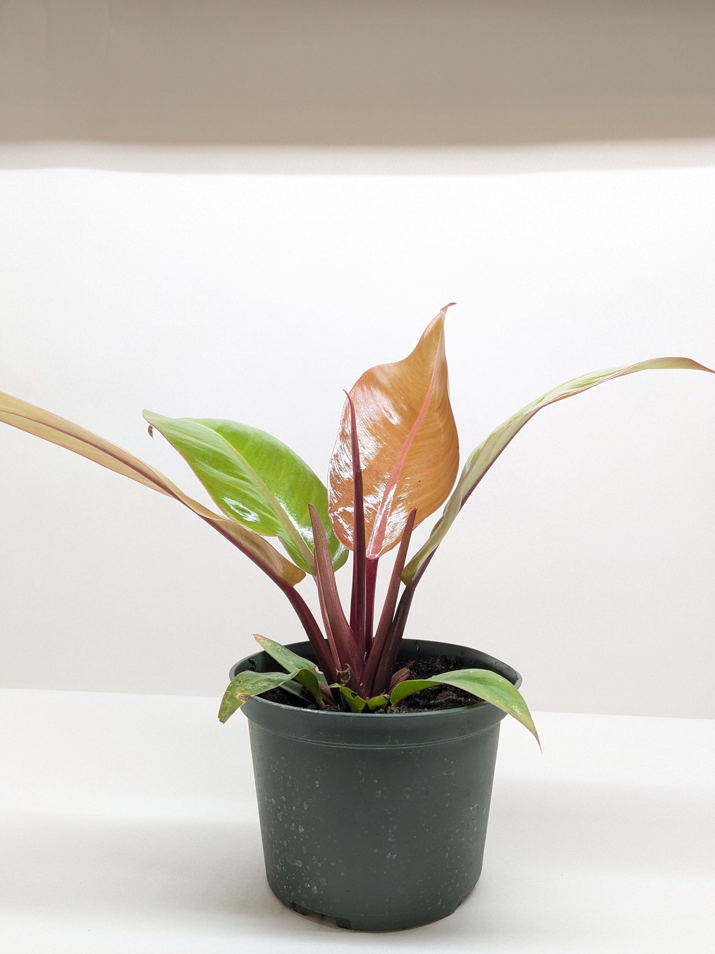 Philodendron 'Prince of Orange 4" -