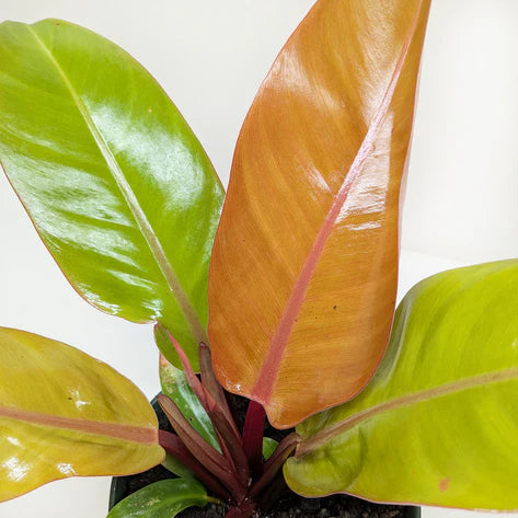 Philodendron Prince of Orange