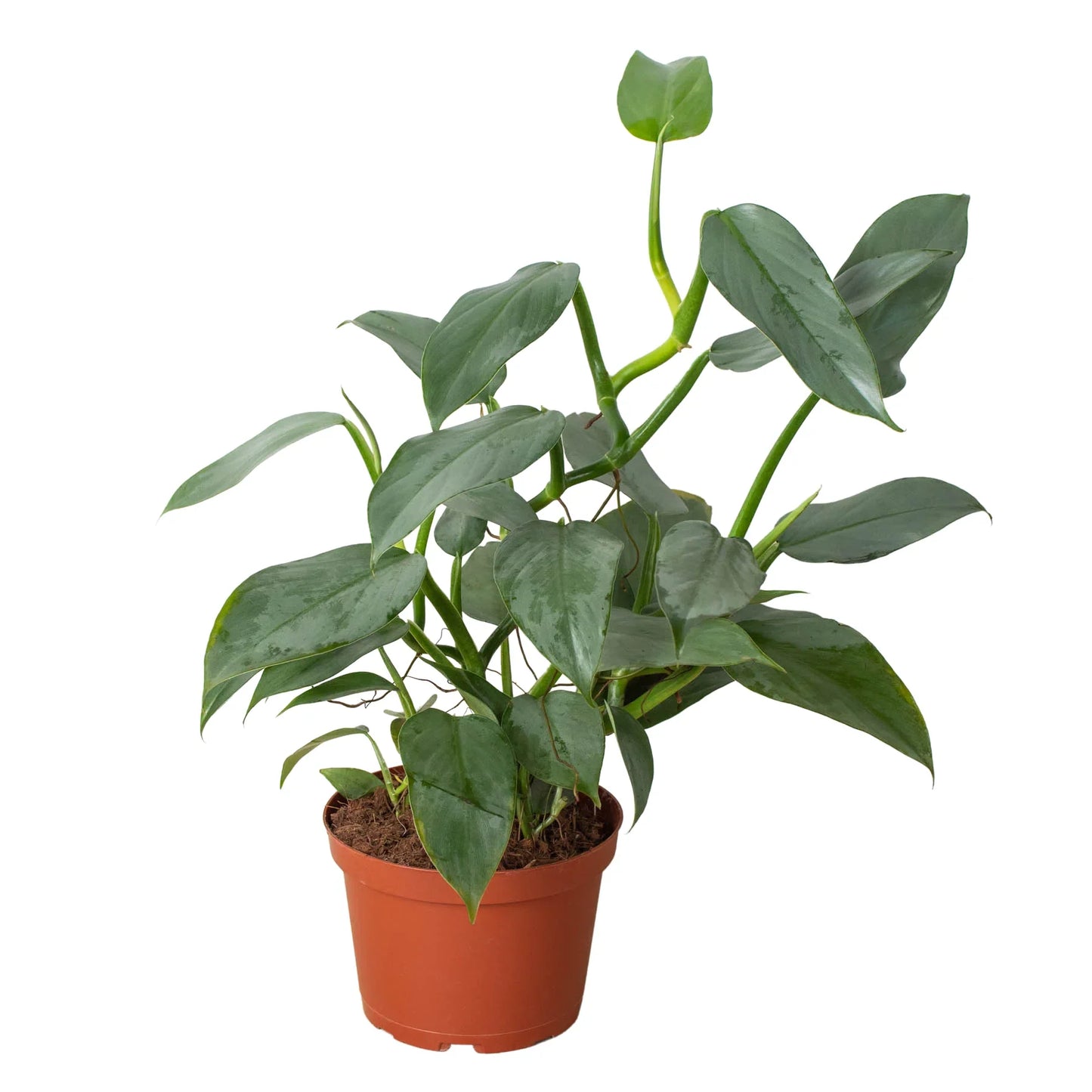 Philodendron 'Silver Sword' 4inch