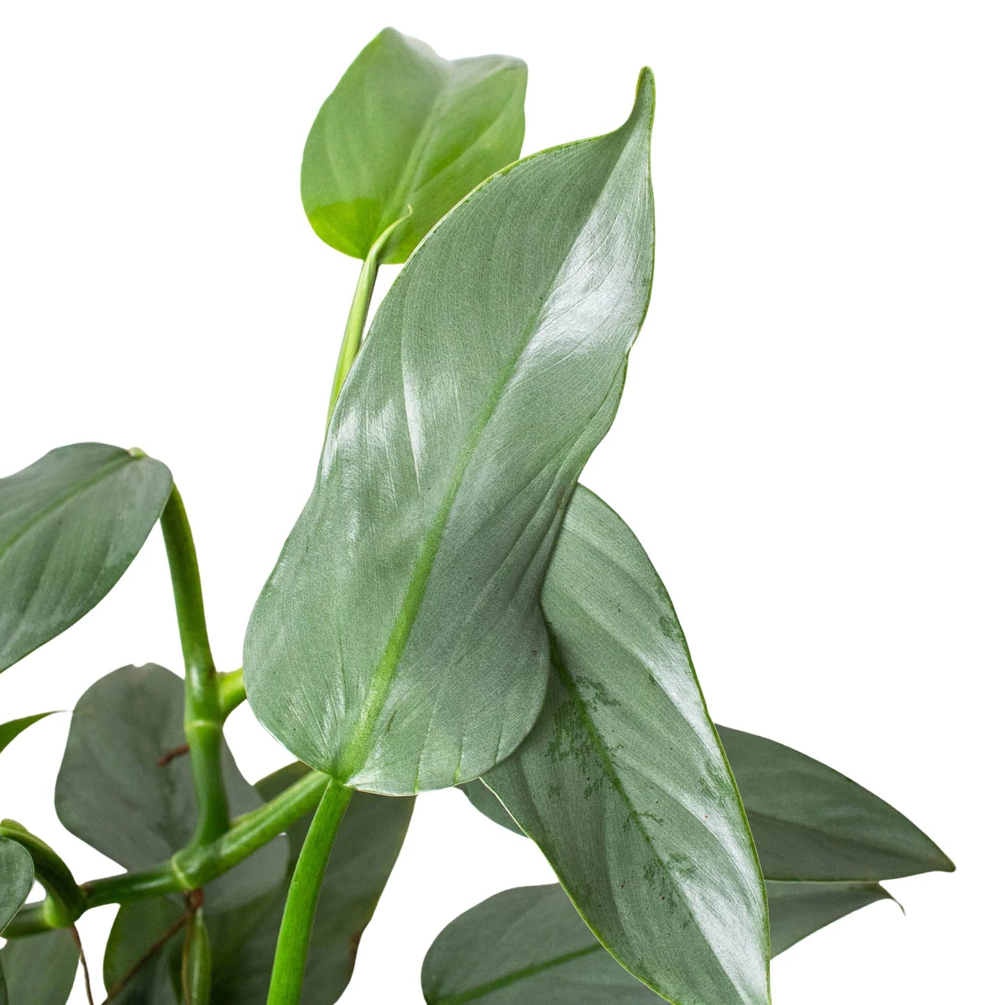 Philodendron 'Silver Sword' 4inch