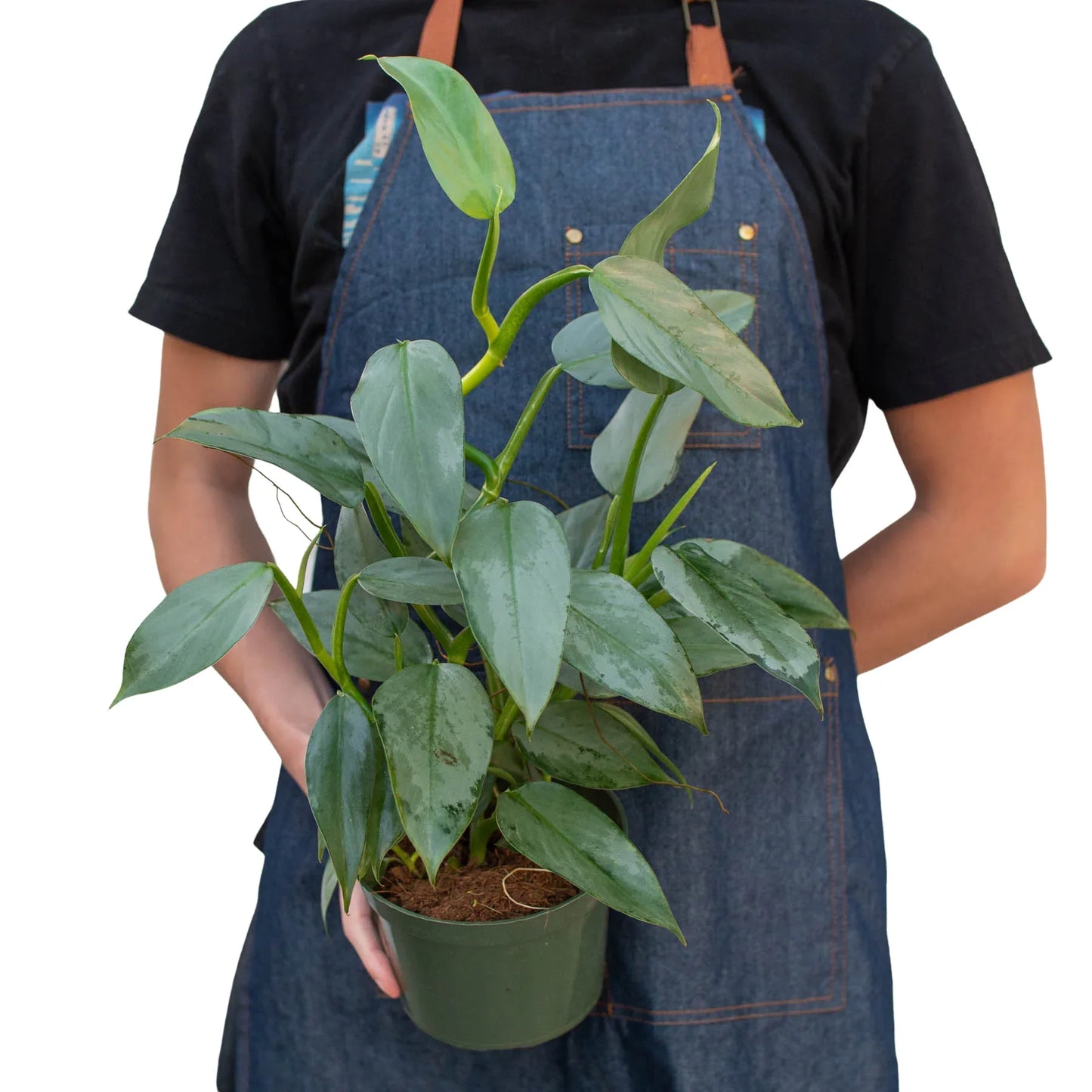 Philodendron 'Silver Sword' 4inch