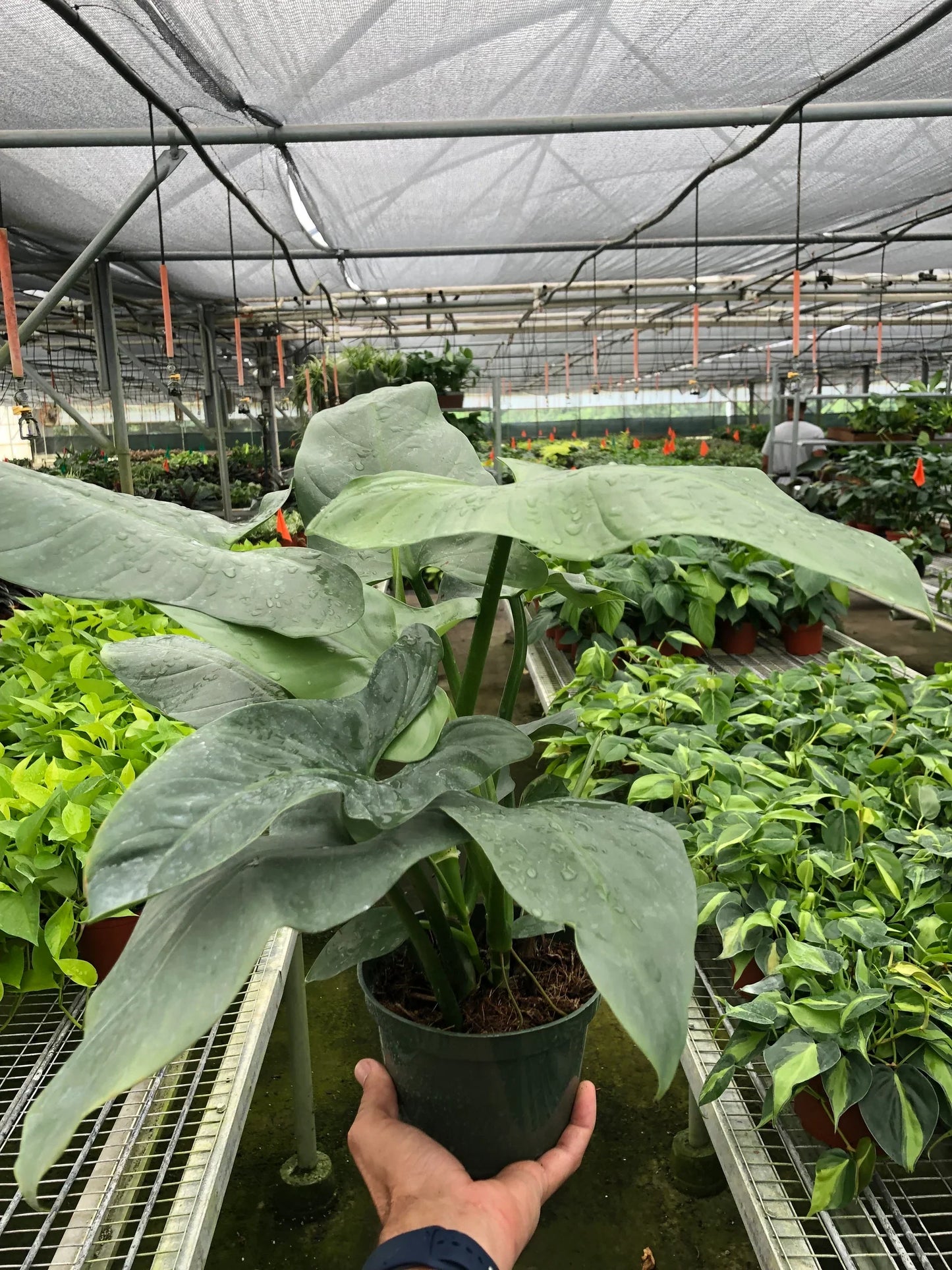 Philodendron 'Silver Sword' 4inch
