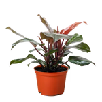 Philodendron 'Sun Red'