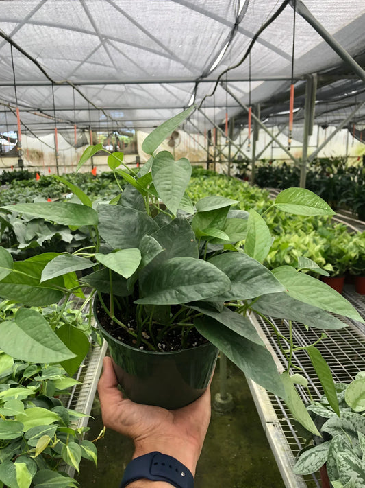 Pothos 'Cebu Blue' 6inch
