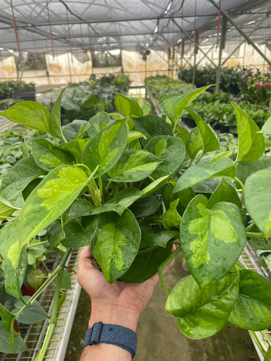 Pothos 'Global Green' 4inch