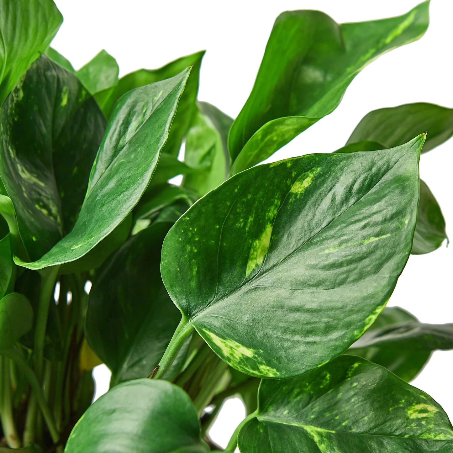 Pothos 'Golden' 4"