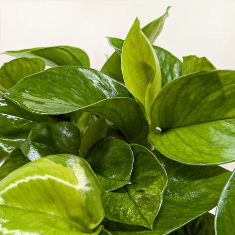 Pothos 'Lemon Top' 6inch