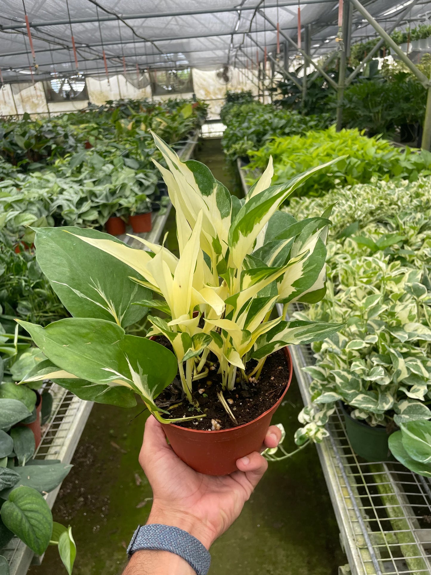 Pothos 'Mutant Manjula 6"