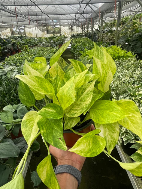 Pothos 'Neon Queen' 6inch