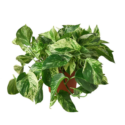 Pothos 'Marble Queen 4"