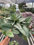Scindapsus 'Moonlight'