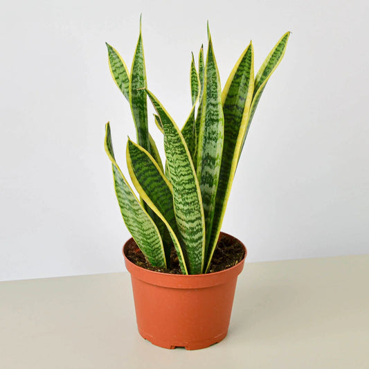 Snake Plant 'Laurentii' 4"