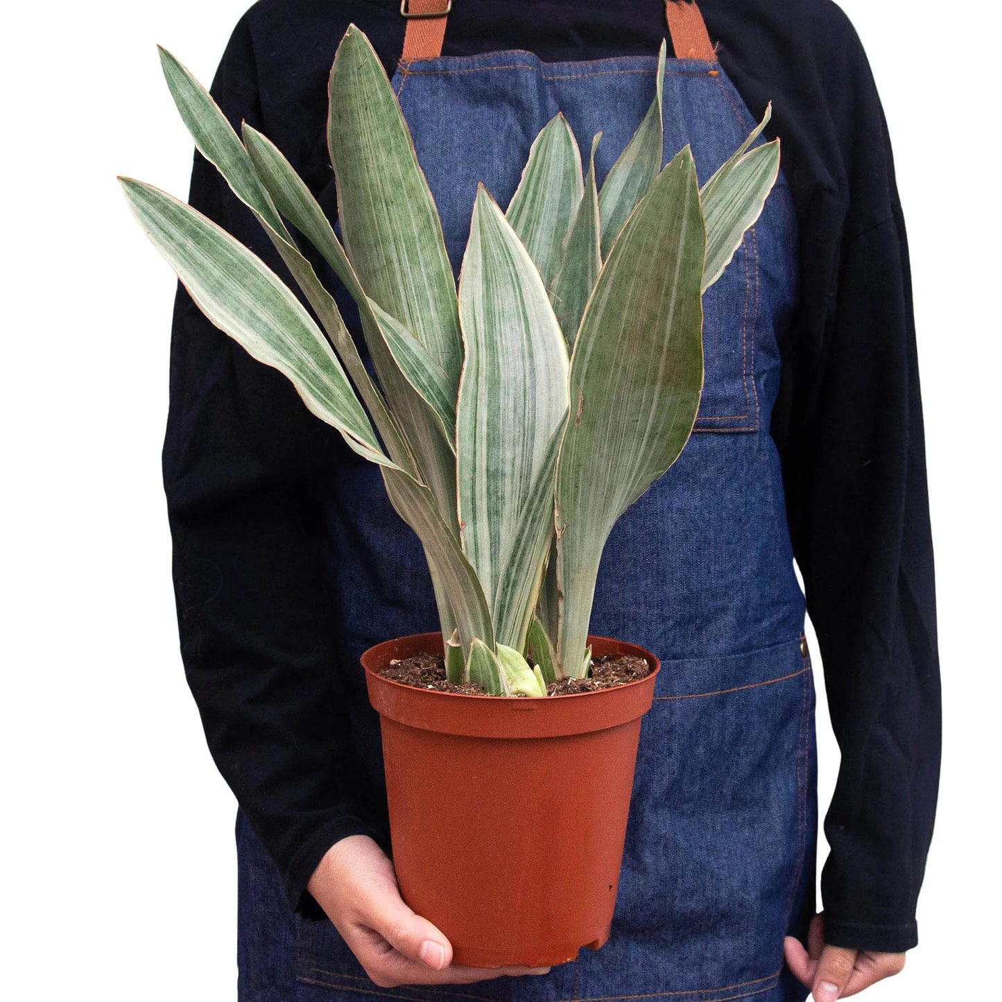 Snake Plant 'Sayuri 6"