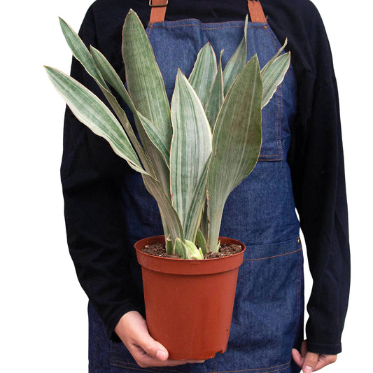 Snake Plant 'Sayuri 6"