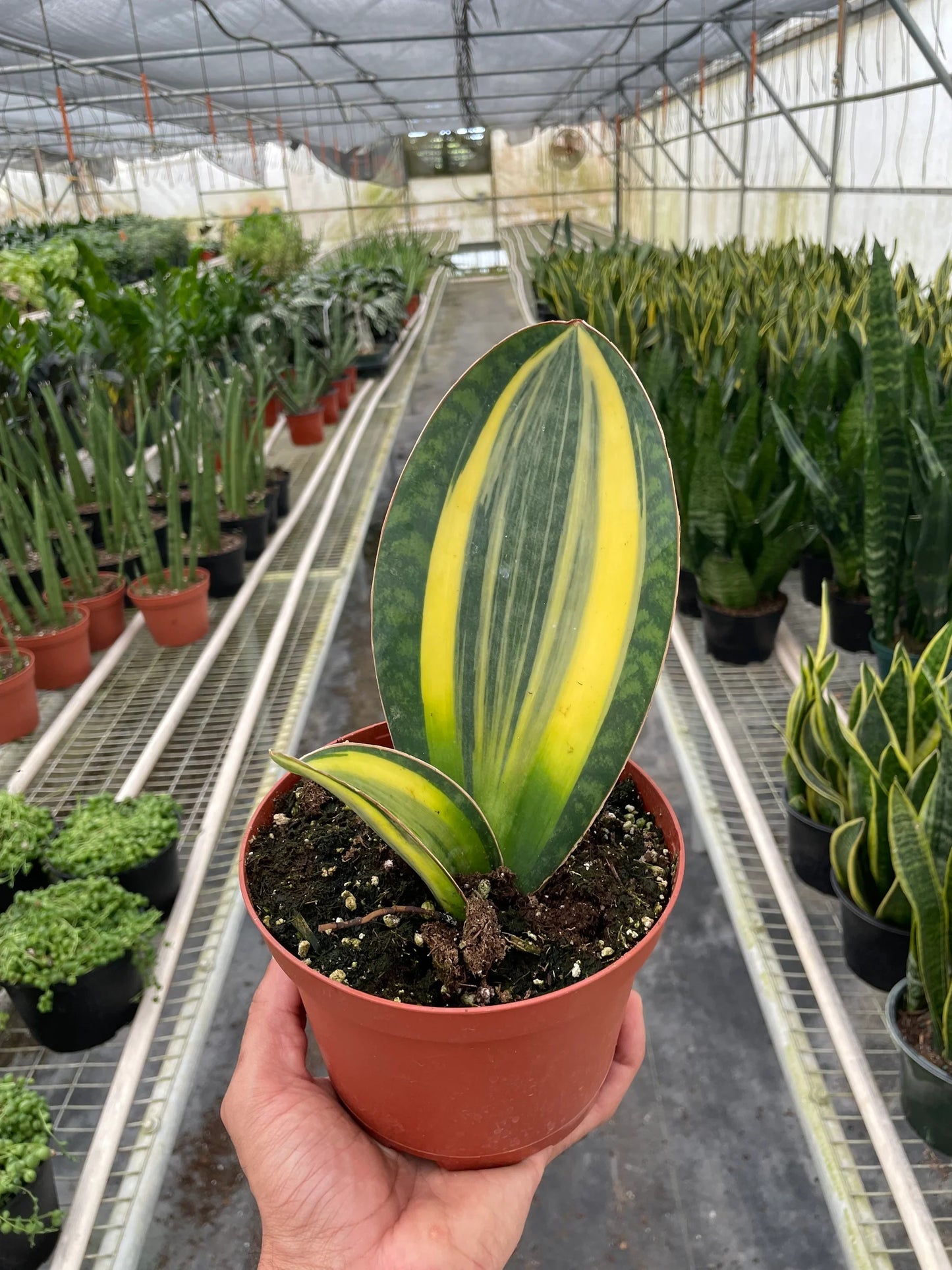 Variegated Shark Fin Snake Plant 4"