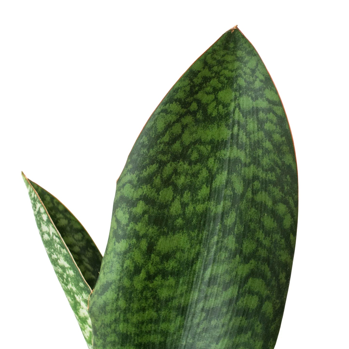 Shark Fin Snake Plant 4"