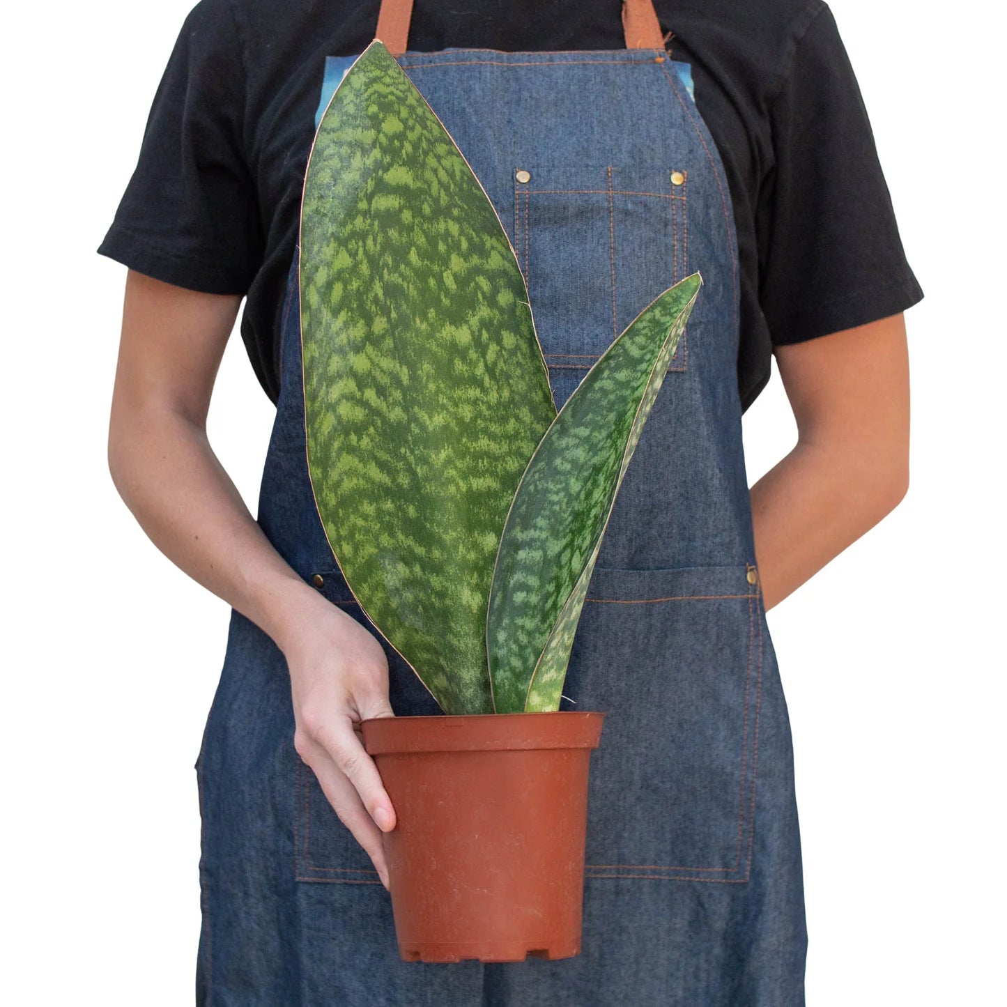 Shark Fin Snake Plant 4"