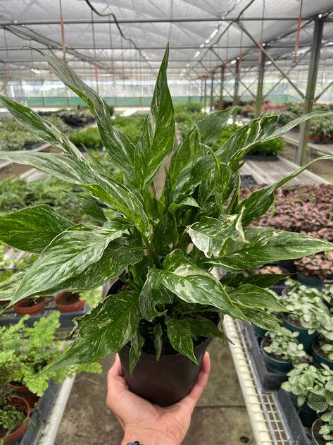 Variegated Spathiphyllum 'Domino' 6in