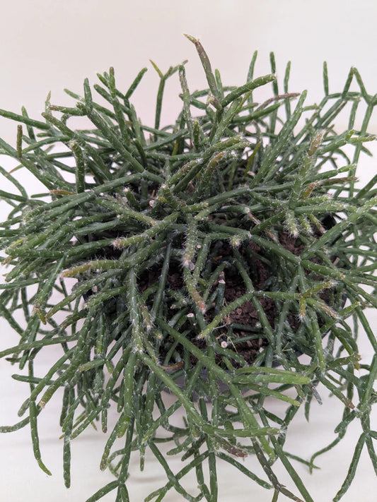 Succulent Cactus 'Mistletoe
