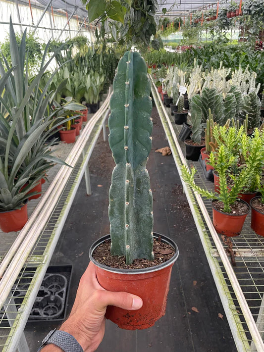 Cereus Cuddly Cactus