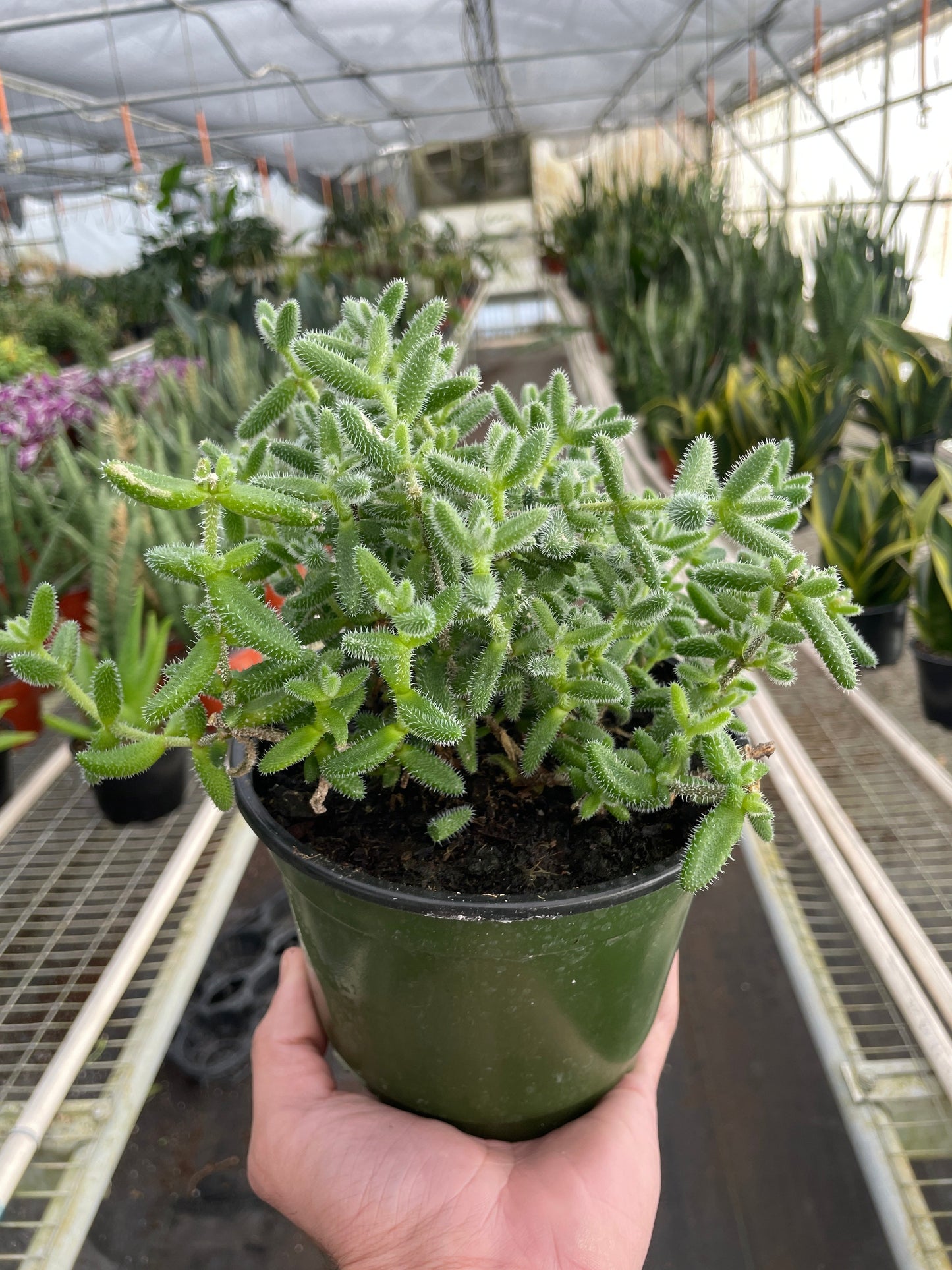 Delosperma Echinatum Pickle Plant 4"