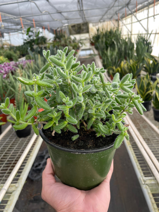 Delosperma Echinatum Pickle Plant 4"