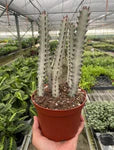 Euphorbia 'Dragon Bone'
