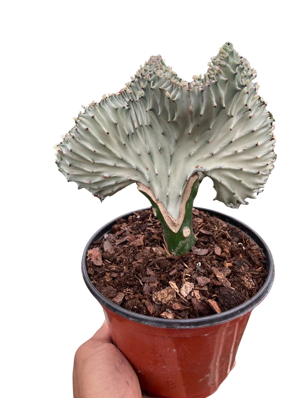 Euphorbia Lactea Ghost