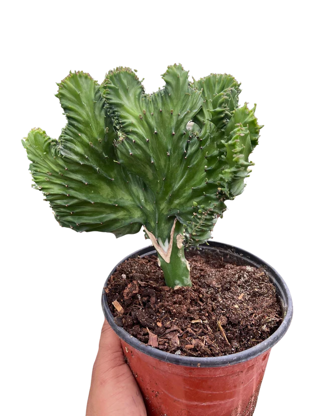 Euphorbia Lactea Mermaid Tail