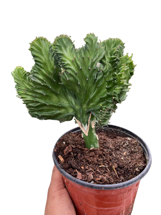 Euphorbia Lactea Mermaid Tail