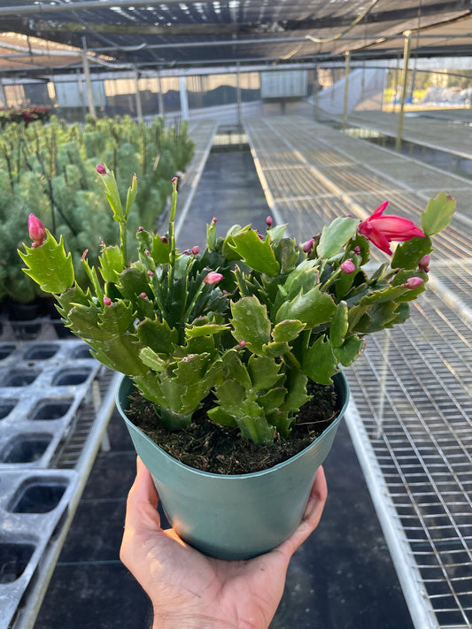 Christmas Cactus' WHITE 4" clear pot