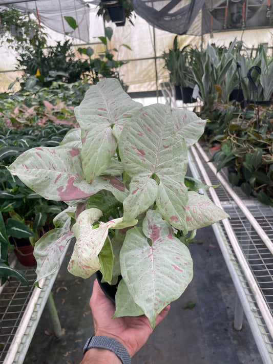 Syngonium 'Milk Confetti