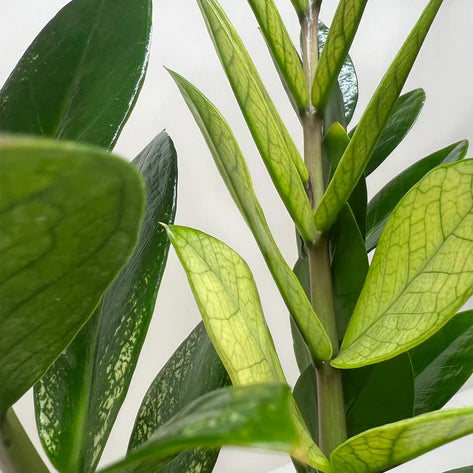 ZZ Zamioculcas 'Chameleon' 6in