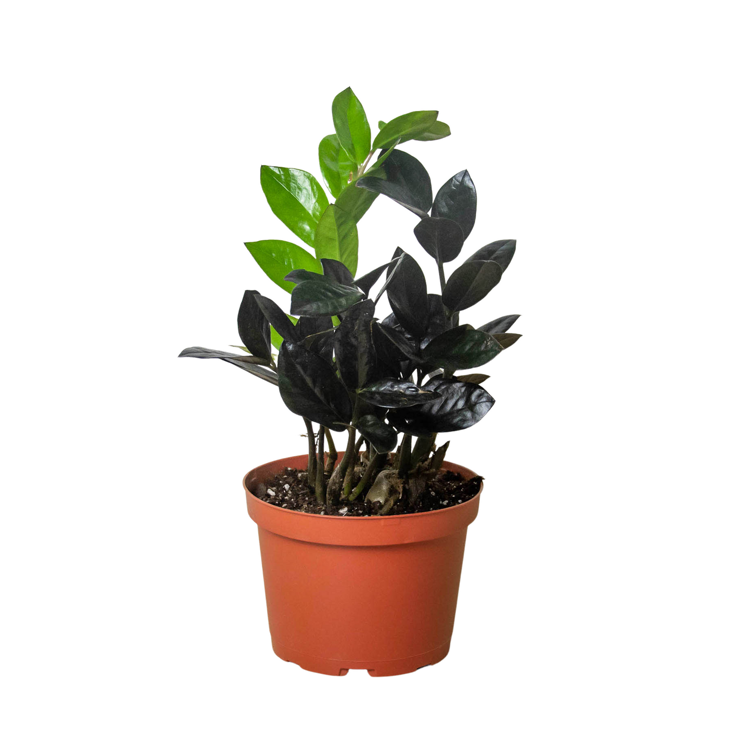 ZZ Zamioculcas 'Black Queen 6" Clear Pot