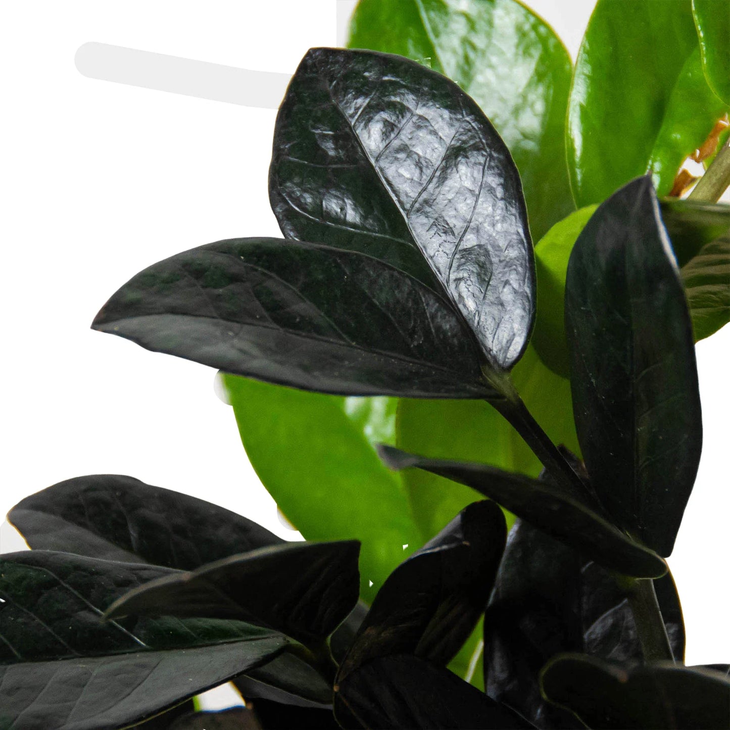 ZZ Zamioculcas 'Black Queen 6" Clear Pot