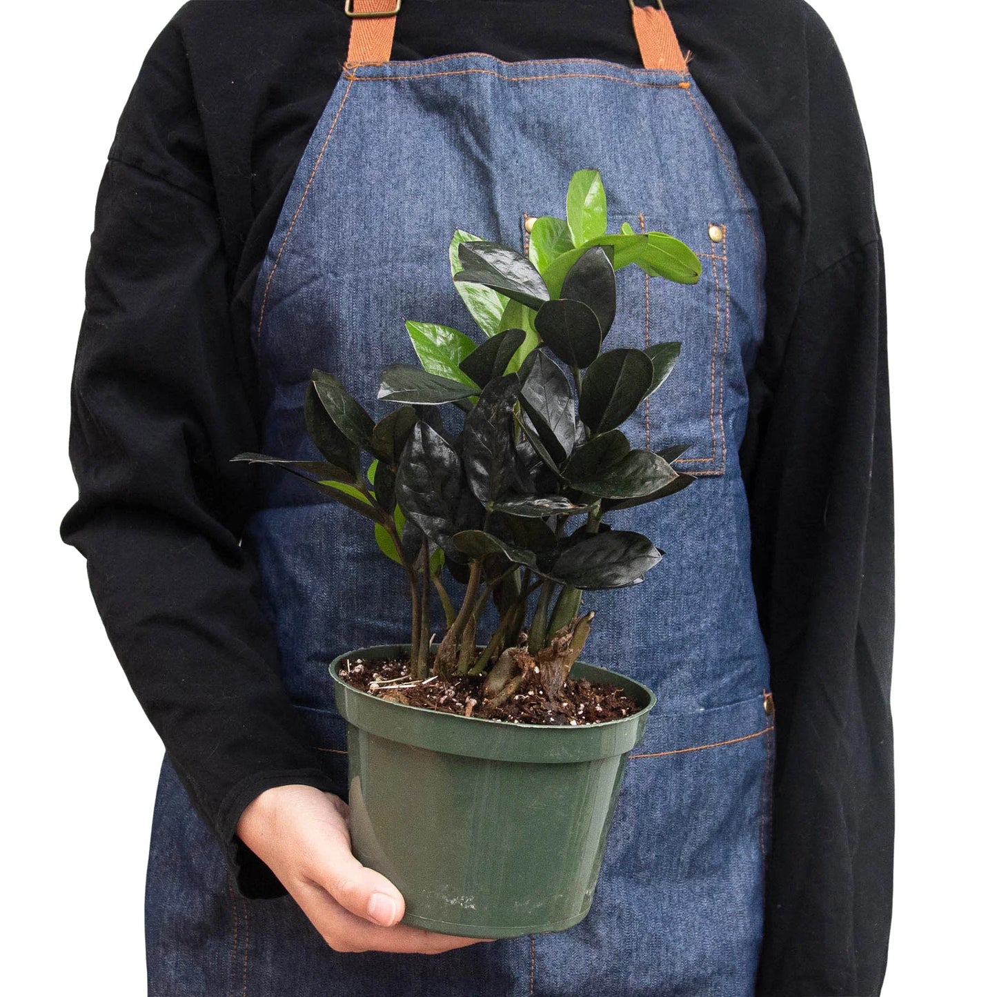 ZZ Zamioculcas 'Black Queen 6" Clear Pot