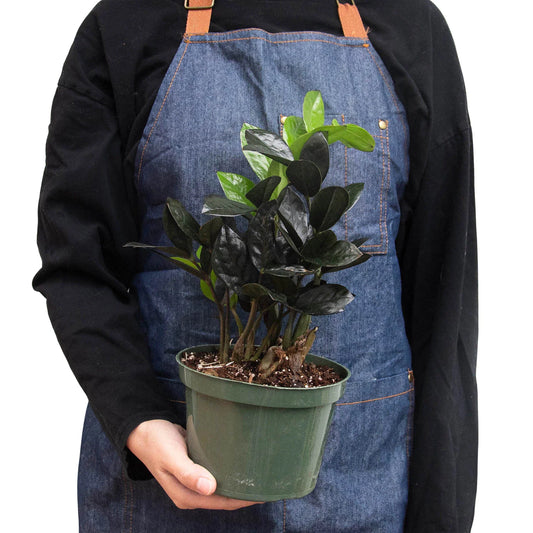 ZZ Zamioculcas 'Black Queen 6" Clear Pot