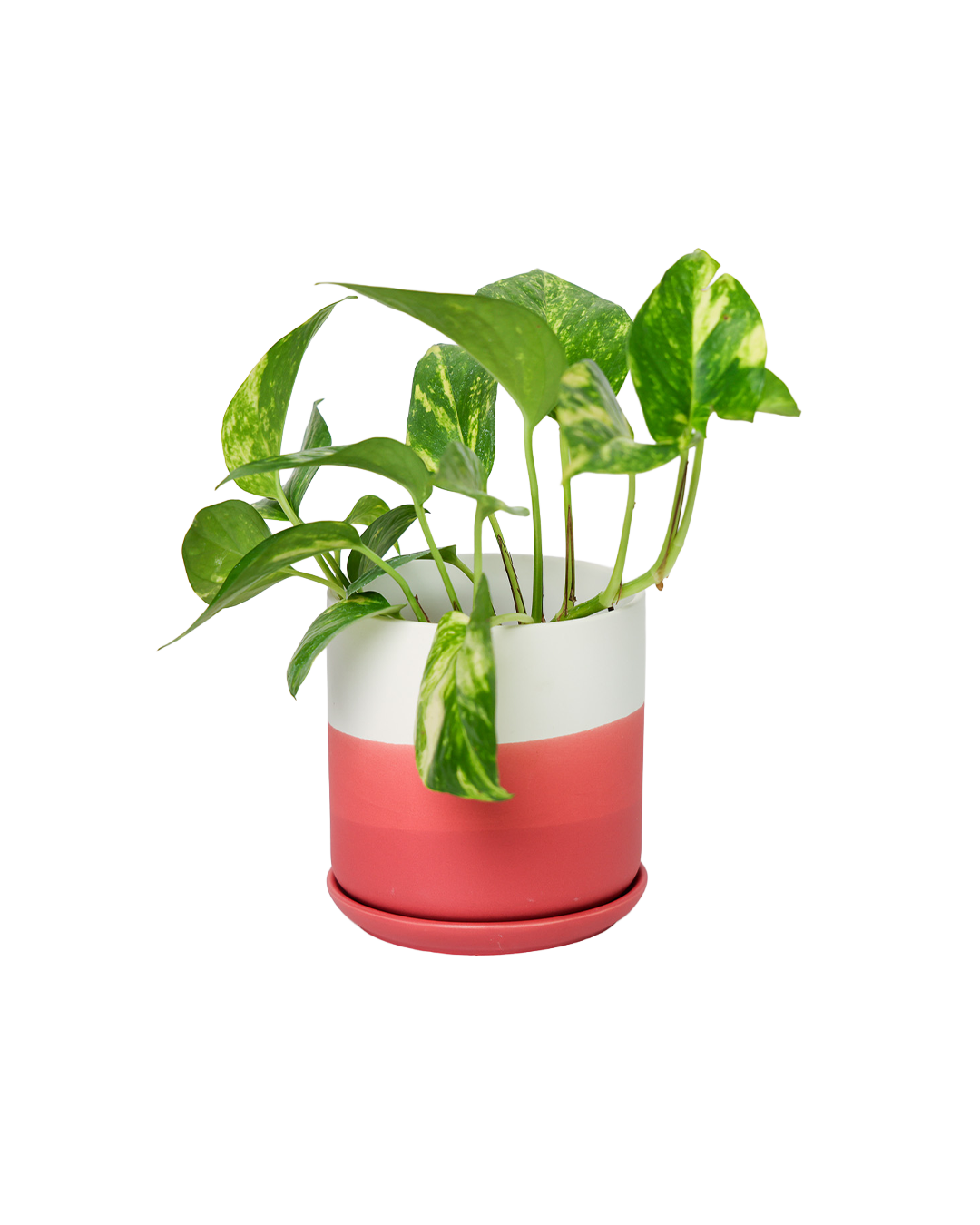 Devo Planter Pot