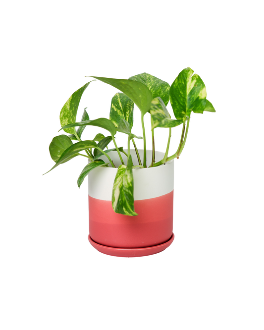 Devo Planter Pot