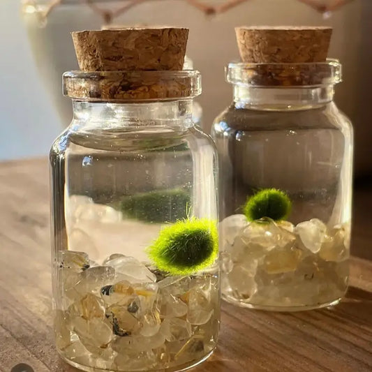 Tiny Golden Quartz Gemstones  Moss Ball Terrarium